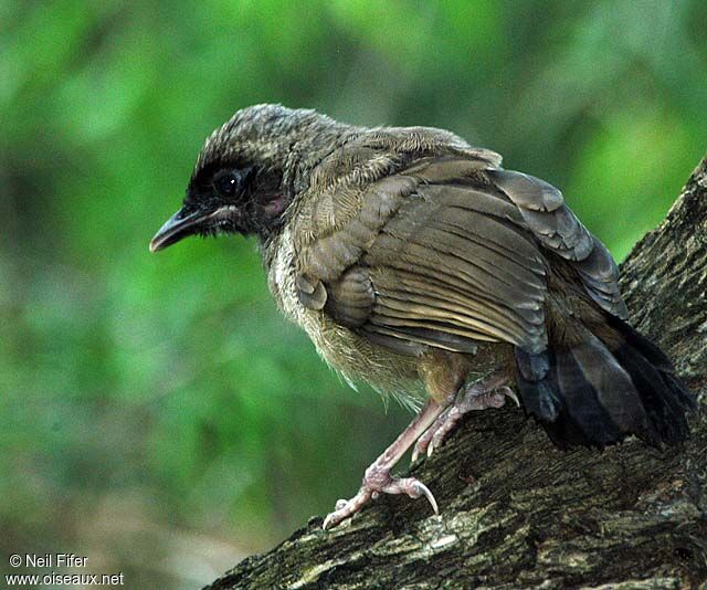 Masked Laughingthrush