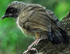 Masked Laughingthrush