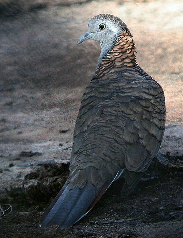 Bar-shouldered Dove