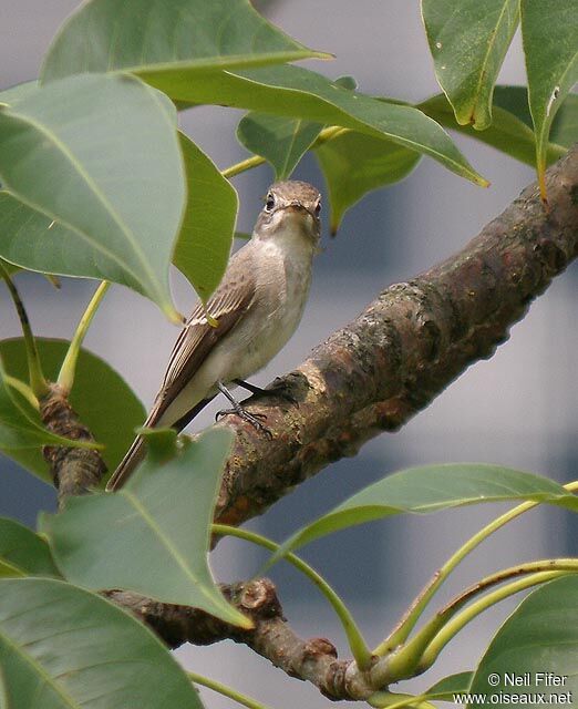 Asian Brown Flycatcher