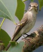 Asian Brown Flycatcher