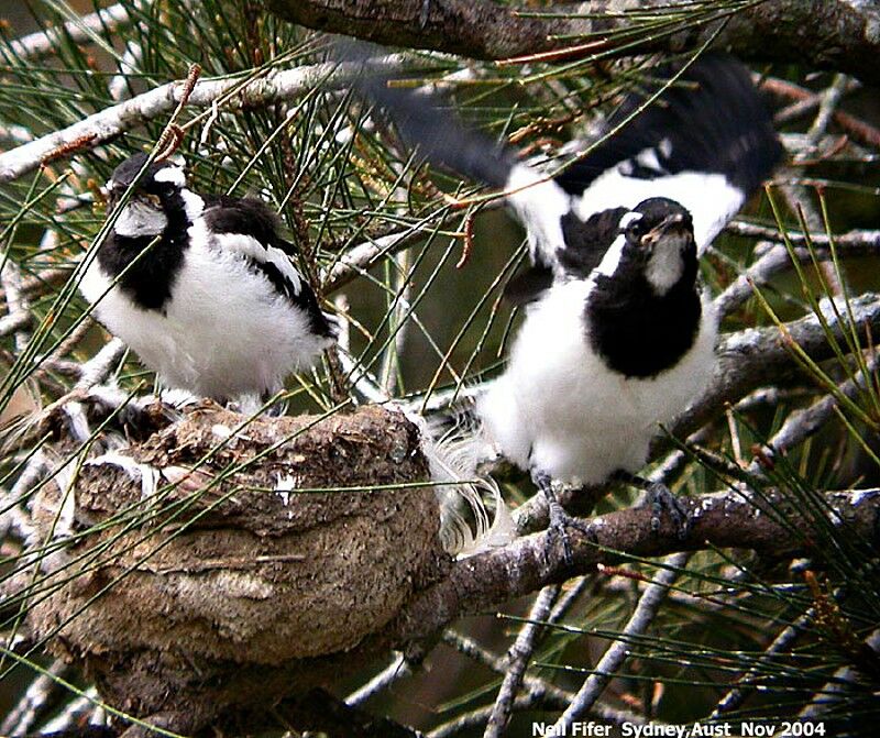 Magpie-lark