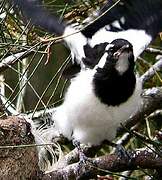 Magpie-lark