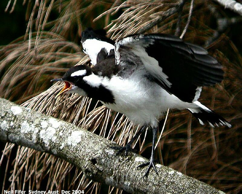 Magpie-lark