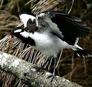 Magpie-lark