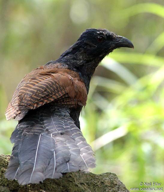 Greater Coucal