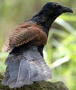 Greater Coucal