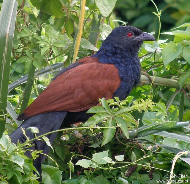 Greater Coucal