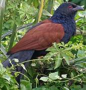 Greater Coucal