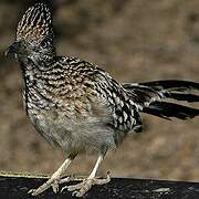 Greater Roadrunner