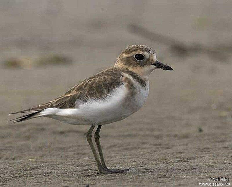 Double-banded Plover