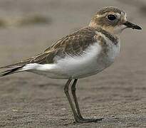 Double-banded Plover