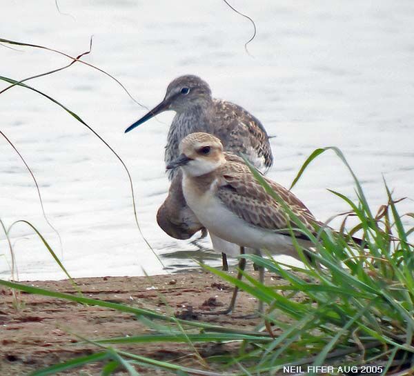 Greater Sand Plover