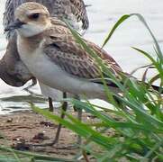 Greater Sand Plover