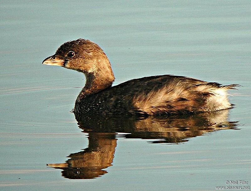 Pied-billed Grebe