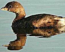 Pied-billed Grebe