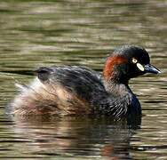 Australasian Grebe