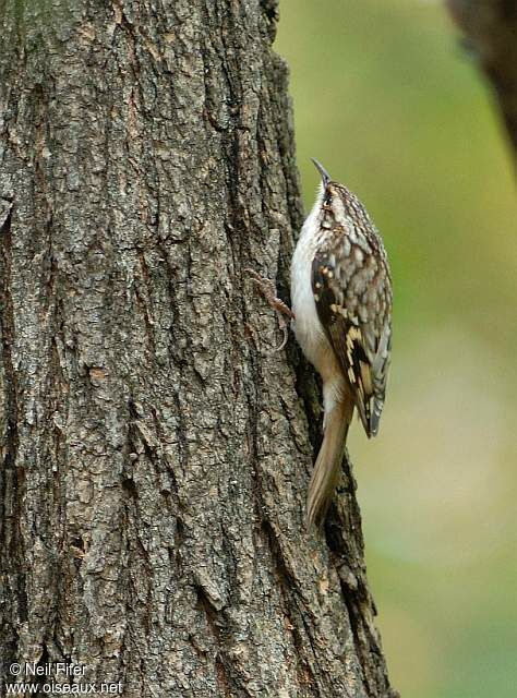 Brown Creeper