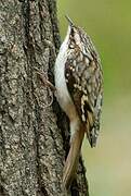 Brown Creeper