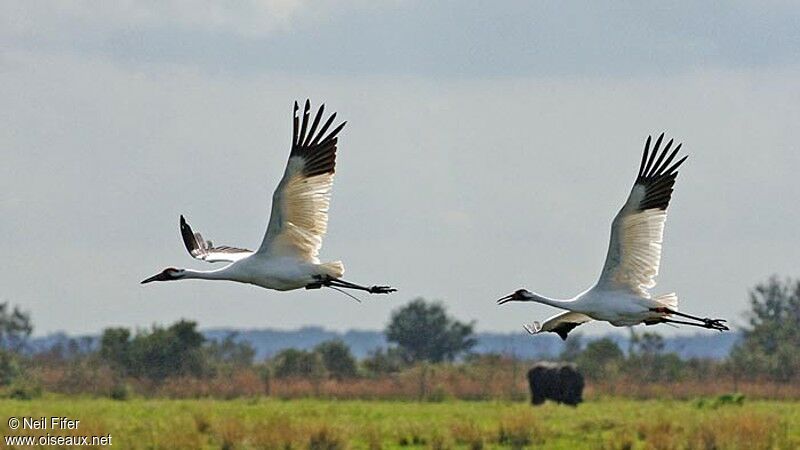 Whooping Crane