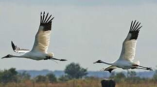 Whooping Crane