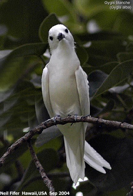 White Tern