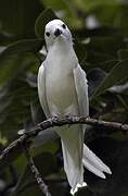 White Tern