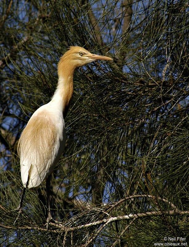 Western Cattle Egret