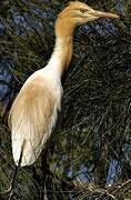 Western Cattle Egret