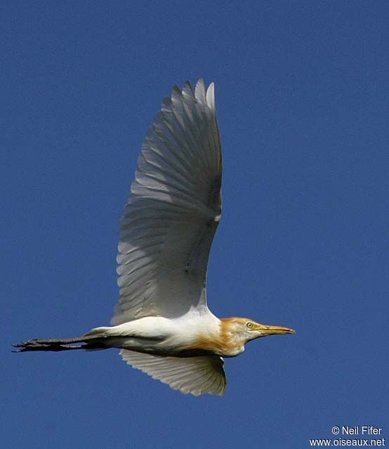 Western Cattle Egret