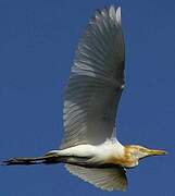 Western Cattle Egret