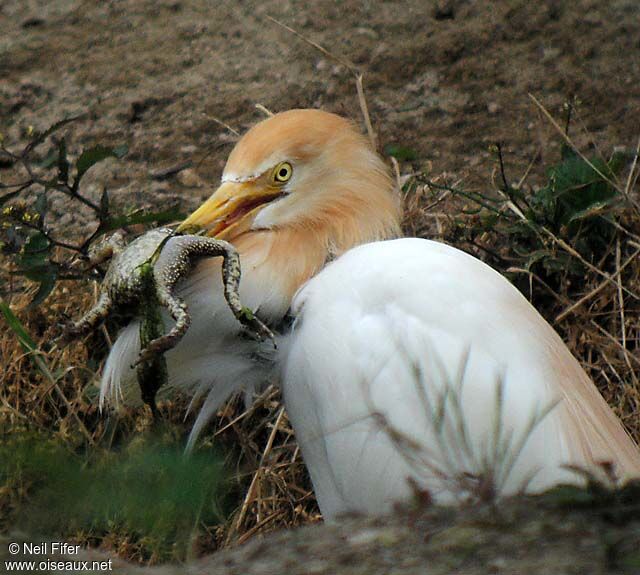 Western Cattle Egret