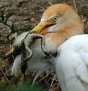 Western Cattle Egret