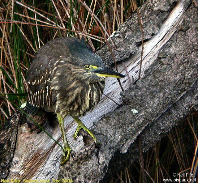 Striated Heron