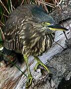 Striated Heron