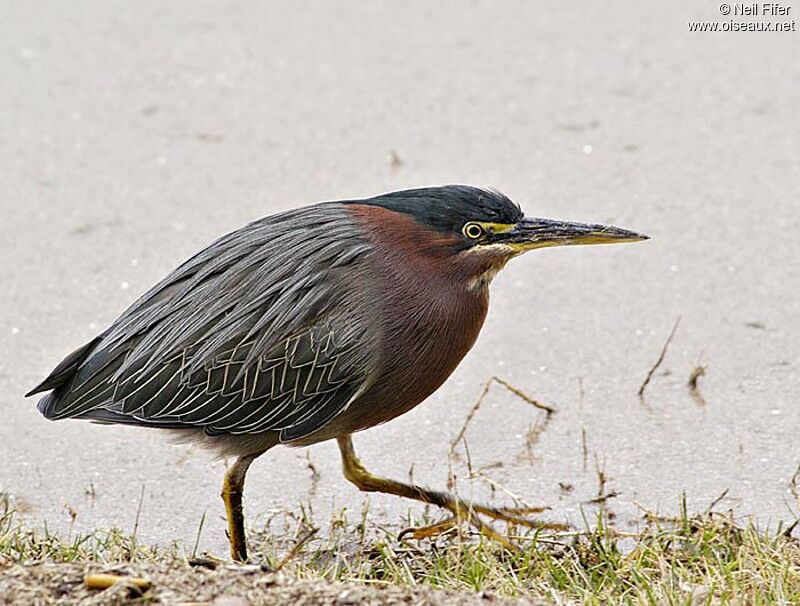 Green Heron