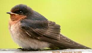 Welcome Swallow