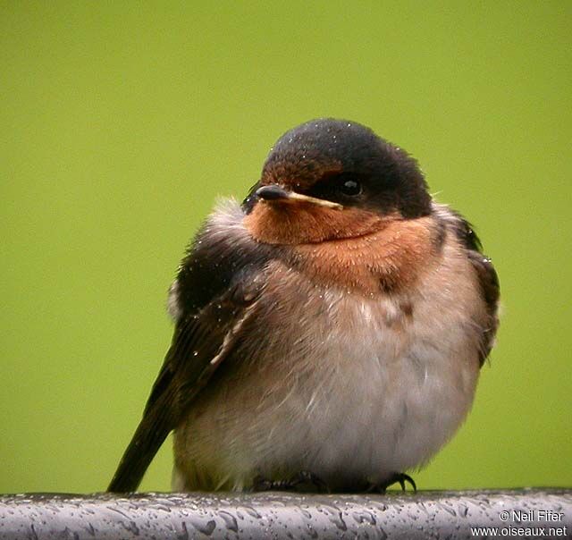 Welcome Swallow