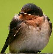 Welcome Swallow