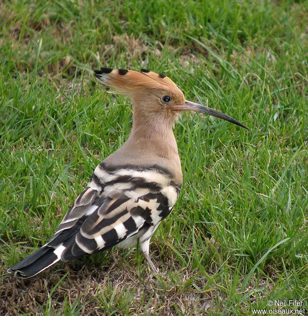 Eurasian Hoopoe