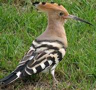 Eurasian Hoopoe