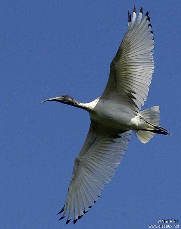 Ibis à cou noir