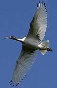 Australian White Ibis