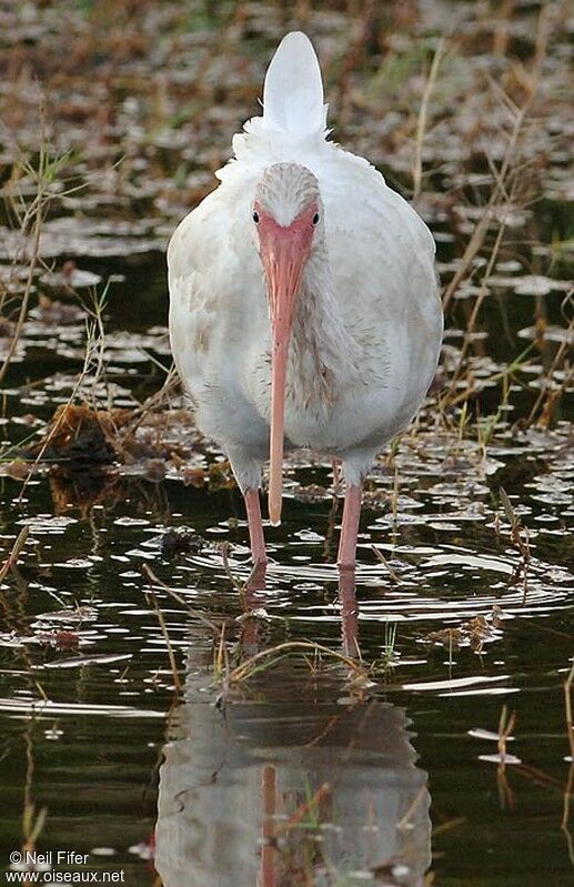 Ibis blanc