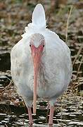 Ibis blanc