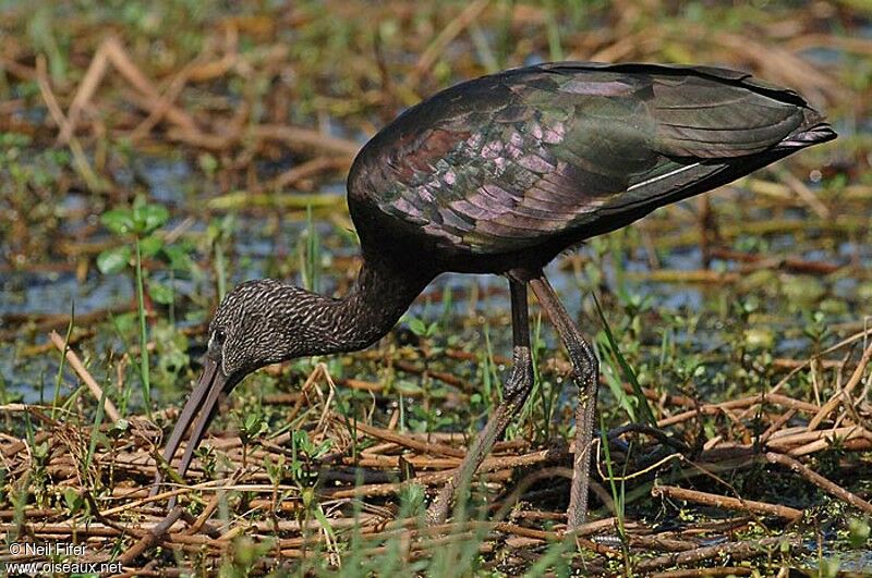 Glossy Ibis