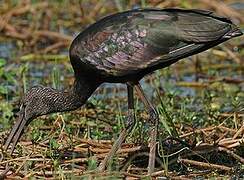 Ibis falcinelle