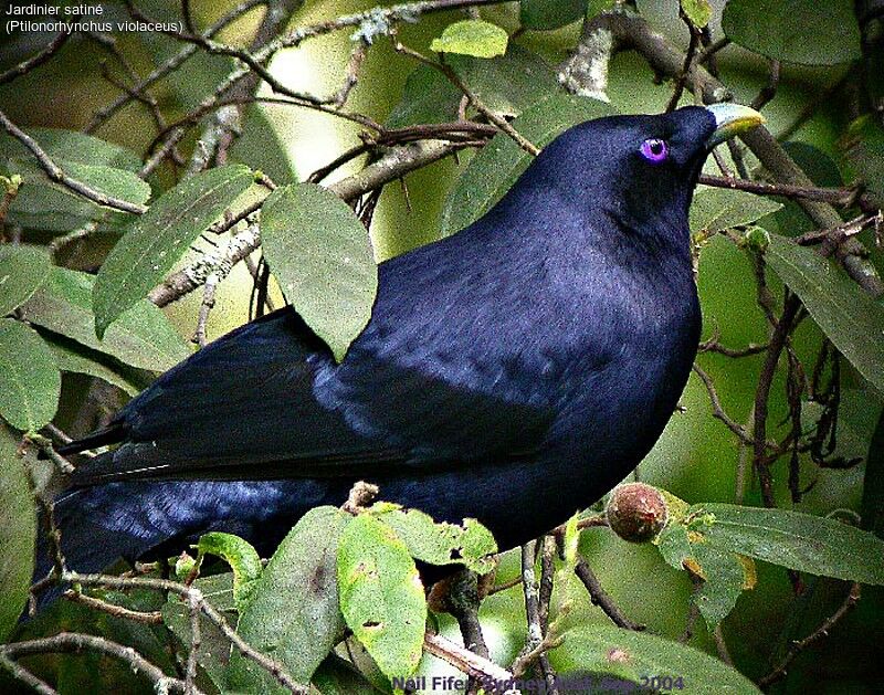 Satin Bowerbird