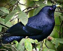 Satin Bowerbird