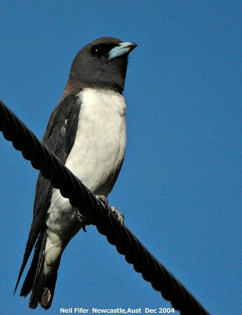 Langrayen à ventre blanc nefi4217